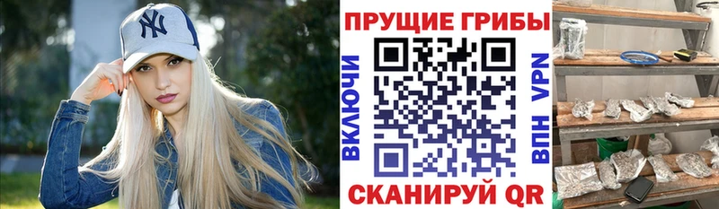 Галлюциногенные грибы Psilocybe  купить наркотики сайты  Мариинск 